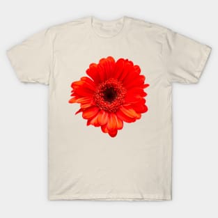 Red Gerbera Daisy Head T-Shirt